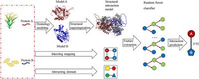 Predicting Protein–Protein Interactions Between Rice and Blast Fungus Using Structure-Based Approaches